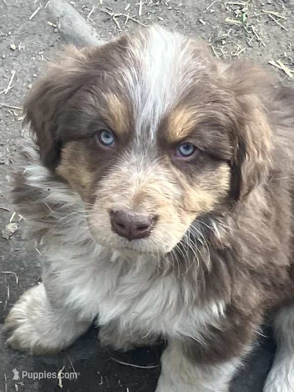 Goldy – Australian Cattle Dog, Australian Shepherd puppy for sale in Conifer, CO