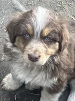 Goldy, a male Australian Cattle Dog and Australian Shepherd for sale in Conifer, CO – 1 of 2