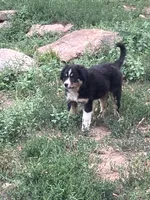 Wednesday , a female Australian Shepherd and Border Collie for sale in Evergreen, CO – 5 of 10