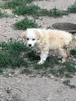 Spark, a female Australian Shepherd and Border Collie for sale in Conifer, CO – 3 of 3