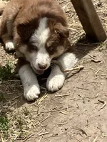 Charlotte, a female Australian Shepherd and Border Collie for sale in Conifer, CO – 2 of 4