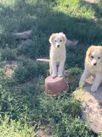 Clover, a female Australian Shepherd and Border Collie for sale in Evergreen, CO – 5 of 5