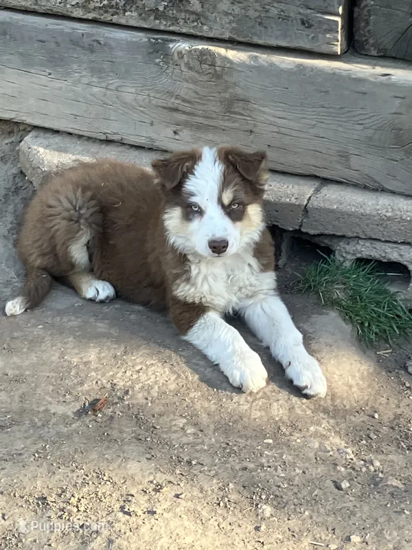Charlotte – Australian Shepherd, Border Collie puppy for sale in Conifer, CO