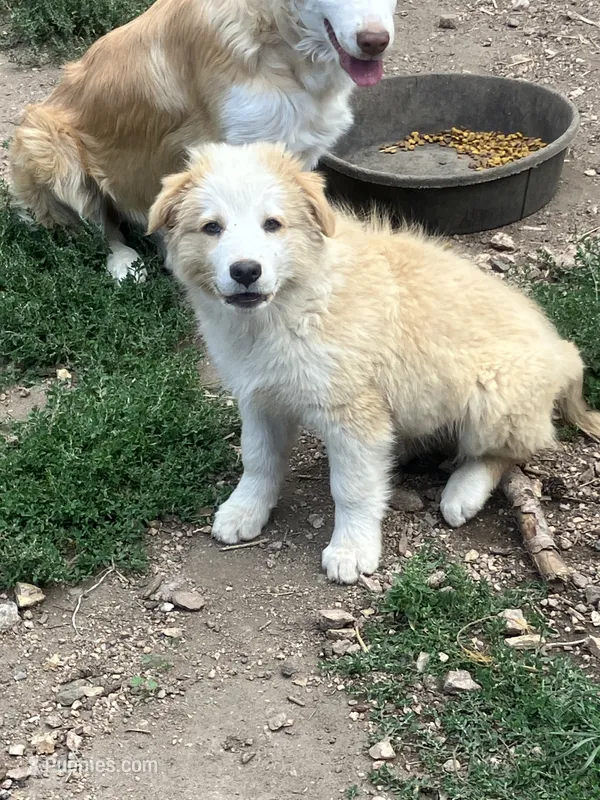 Henry – Australian Shepherd, Border Collie puppy for sale in Evergreen, CO