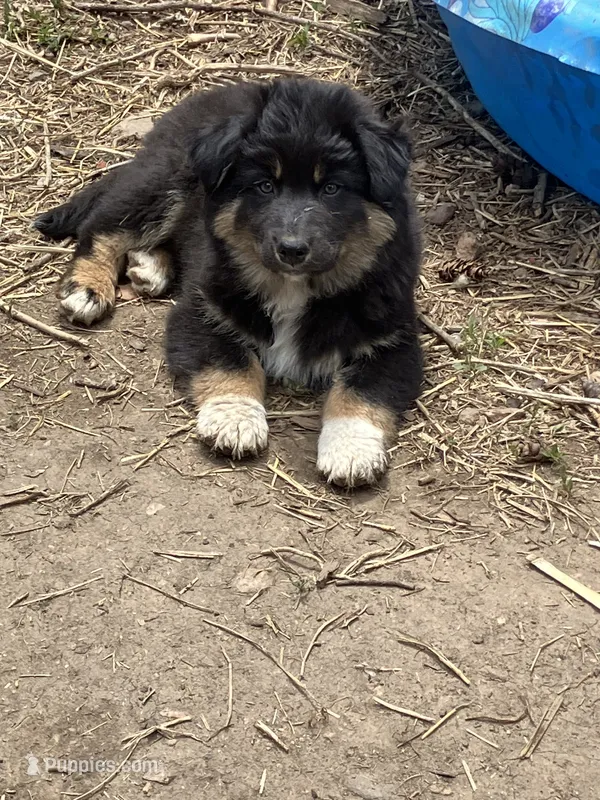 Chocolate – Australian Cattle Dog, Australian Shepherd puppy for sale in Conifer, CO