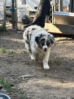 Safire , a female Australian Shepherd and Border Collie for sale in Conifer, CO – 8 of 8