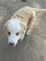 Gracie, a female Australian Cattle Dog and Australian Shepherd for sale in Conifer, CO – 3 of 7
