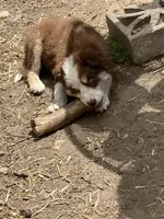 Charlotte, a female Australian Shepherd and Border Collie for sale in Conifer, CO – 4 of 4