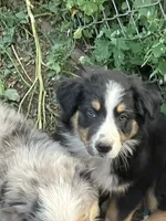 Stormy, a male Australian Shepherd and Border Collie for sale in Conifer, CO – 1 of 3