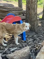 Willow, a female Australian Shepherd and Border Collie for sale in Evergreen, CO – 10 of 10