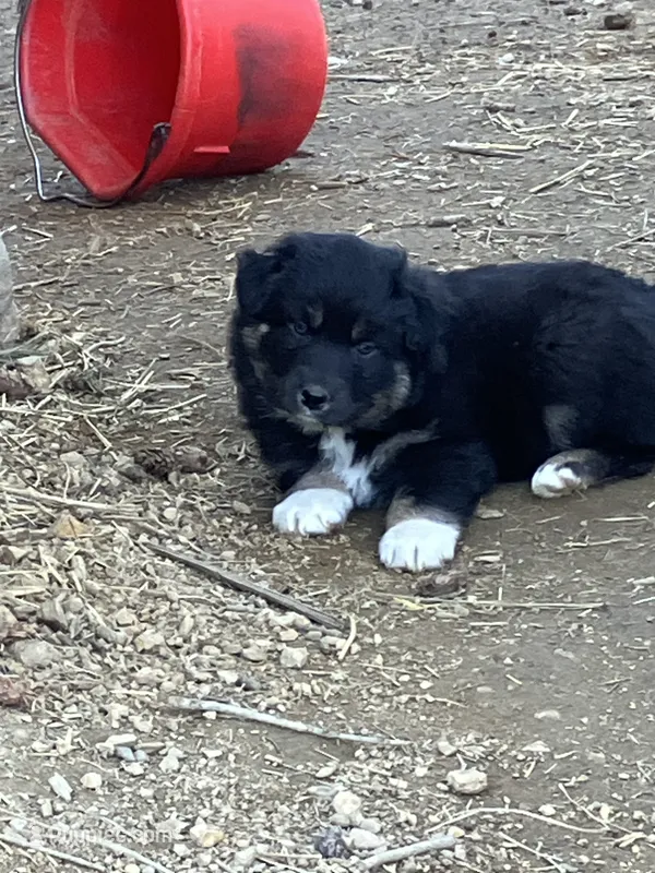 Chocolate – Australian Cattle Dog, Australian Shepherd puppy for sale in Conifer, CO