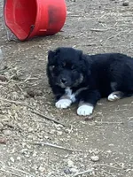 Chocolate, a male Australian Cattle Dog and Australian Shepherd for sale in Conifer, CO – 1 of 1