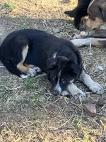 Harley, a male Australian Cattle Dog and Australian Shepherd for sale in Conifer, CO – 5 of 7