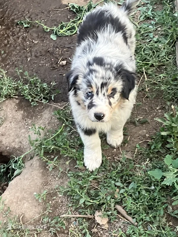 Rosie – Australian Shepherd, Border Collie puppy for sale in Conifer, CO