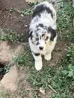 Rosie, a female Australian Shepherd and Border Collie for sale in Conifer, CO – 1 of 2