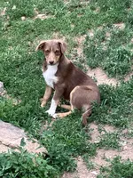 Brownie, a female Australian Shepherd and Border Collie for sale in Conifer, CO – 3 of 7
