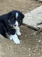 Luna, a male Australian Shepherd and Border Collie for sale in Conifer, CO – 2 of 2