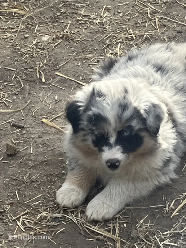 Safire  – Australian Shepherd, Border Collie puppy for sale in Conifer, CO