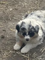 Safire , a female Australian Shepherd and Border Collie for sale in Conifer, CO – 1 of 2