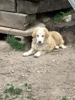 Willow, a female Australian Cattle Dog and Australian Shepherd for sale in Conifer, CO – 6 of 10