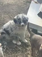 Safire , a female Australian Shepherd and Border Collie for sale in Conifer, CO – 6 of 8