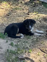 Harley, a male Australian Cattle Dog and Australian Shepherd for sale in Conifer, CO – 7 of 7
