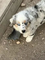 Sammy, a male Australian Shepherd for sale in Conifer, CO – 2 of 3