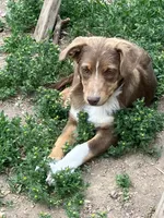 Brownie, a female Australian Shepherd and Border Collie for sale in Conifer, CO – 6 of 7