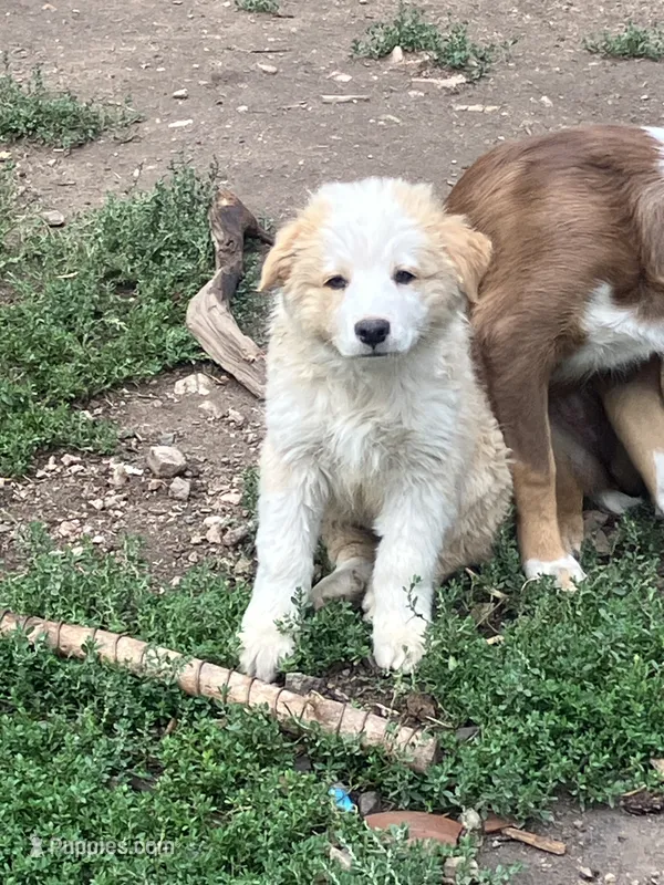 Henry – Australian Shepherd, Border Collie puppy for sale in Evergreen, CO