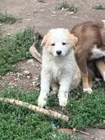 Henry, a male Australian Shepherd and Border Collie for sale in Evergreen, CO – 1 of 5