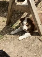 Charlotte, a female Australian Shepherd and Border Collie for sale in Conifer, CO – 3 of 4