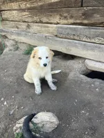 Henry, a male Australian Shepherd and Border Collie for sale in Evergreen, CO – 4 of 5