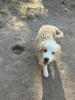 Gracie, a female Australian Cattle Dog and Australian Shepherd for sale in Conifer, CO – 7 of 7