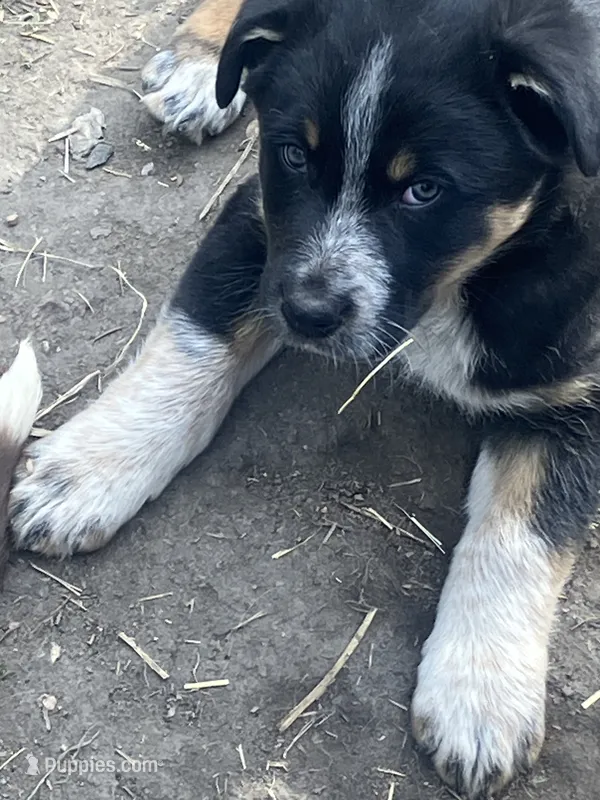 Harley – Australian Cattle Dog, Australian Shepherd puppy for sale in Conifer, CO