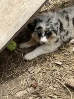 Safire , a female Australian Shepherd and Border Collie for sale in Conifer, CO – 7 of 8