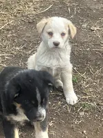 Spark, a female Australian Cattle Dog and Australian Shepherd for sale in Conifer, CO – 2 of 3