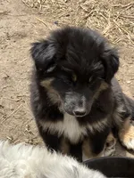 Chocolate, a male Australian Cattle Dog and Australian Shepherd for sale in Conifer, CO – 6 of 7