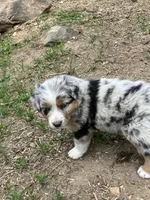 Tiger, a male Australian Shepherd and Border Collie for sale in Conifer, CO – Photo 7 of 7