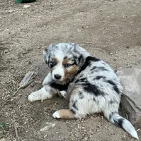 Tiger, a male Australian Shepherd and Border Collie for sale in Conifer, CO – Photo 3 of 7