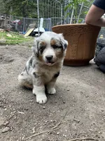 Tiger, a male Australian Shepherd and Border Collie for sale in Conifer, CO – Photo 4 of 7