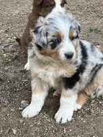 Tiger, a male Australian Shepherd and Border Collie for sale in Conifer, CO – Photo 1 of 7