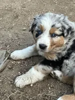 Tiger, a male Australian Shepherd and Border Collie for sale in Conifer, CO – Photo 2 of 7