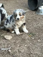 Tiger, a male Australian Shepherd and Border Collie for sale in Conifer, CO – Photo 6 of 7