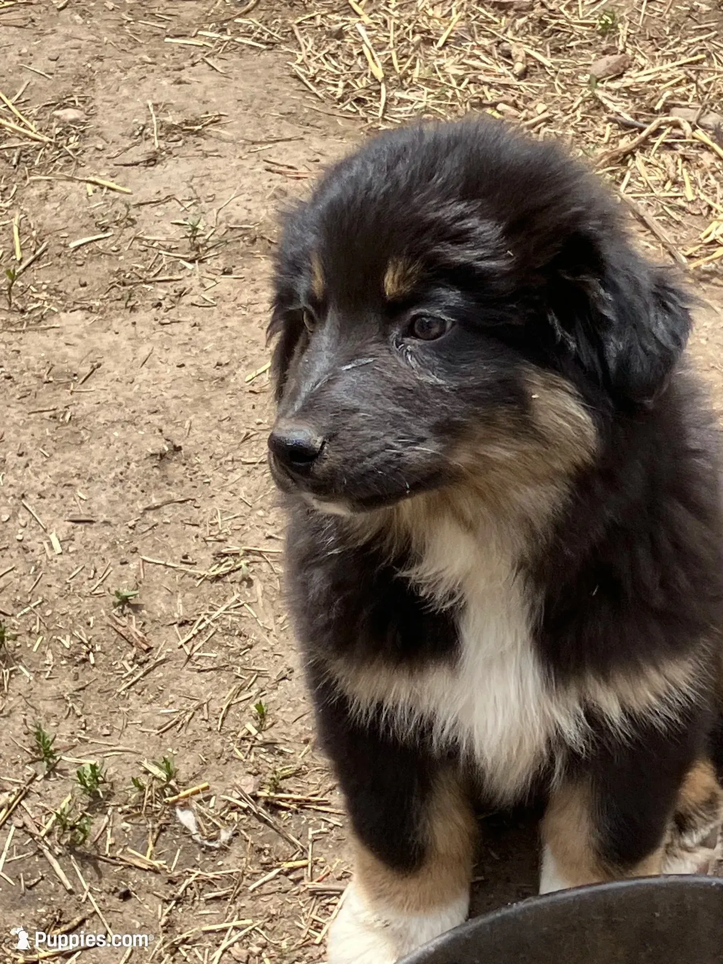 Chocolate, a male Australian Cattle Dog and Australian Shepherd for sale in Conifer, CO – 3 of 7