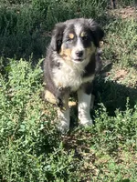 Wednesday , a female Australian Shepherd and Border Collie for sale in Evergreen, CO – 10 of 10