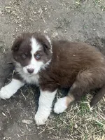 Dolly, a female Australian Shepherd and Border Collie for sale in Conifer, CO – 3 of 3