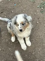Sammy, a male Australian Shepherd for sale in Conifer, CO – 3 of 3
