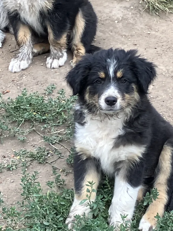 Wednesday  – Australian Shepherd, Border Collie puppy for sale in Conifer, CO