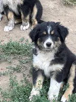 Wednesday , a female Australian Shepherd and Border Collie for sale in Evergreen, CO – 2 of 10