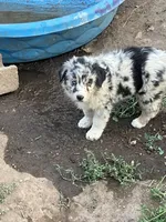 Rosie, a female Australian Shepherd and Border Collie for sale in Conifer, CO – 2 of 2